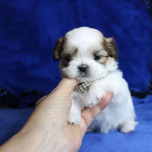 Polar  - Shih Tzu Male