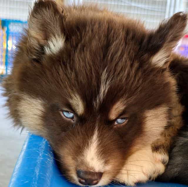 Sam - Siberian Husky Male