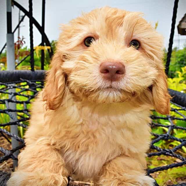Scoobie - Havapoo Male