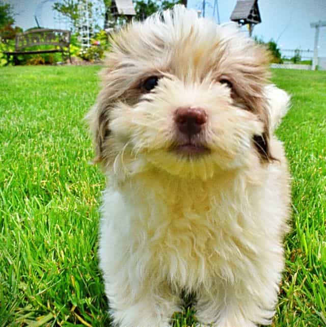 Scooter - Havapoo Male