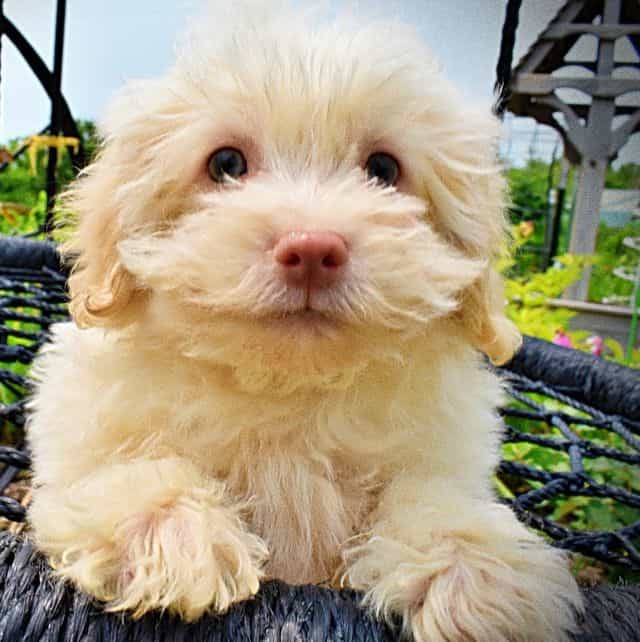 Snoopy - Havapoo Male