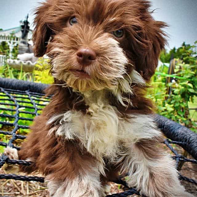 Sweetie - Havapoo Female