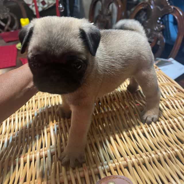 Hazel - Pug Female