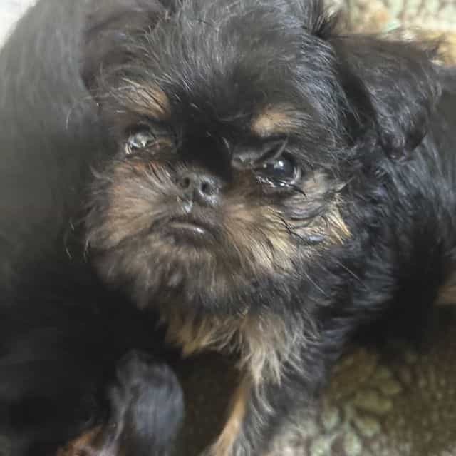 Gillian - Brussels Griffon Female