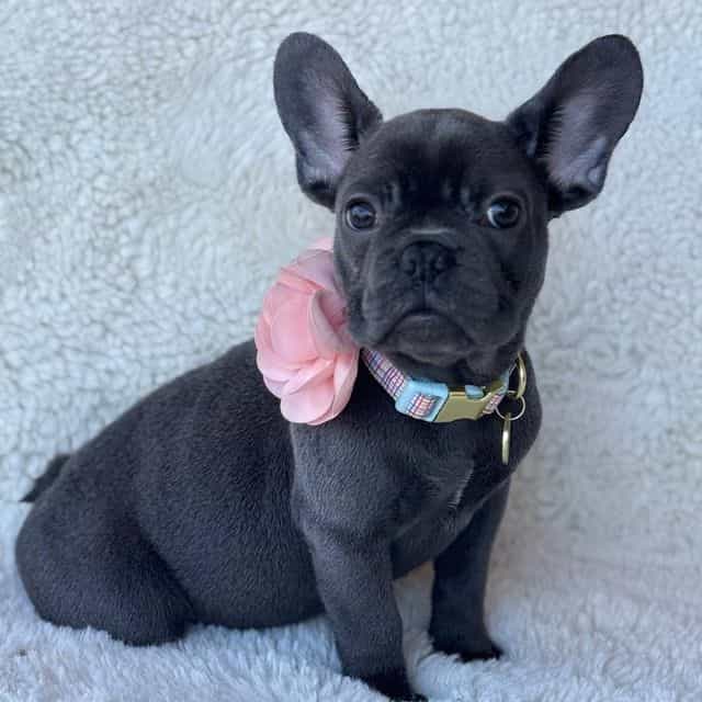 Bella - French Bulldog Female