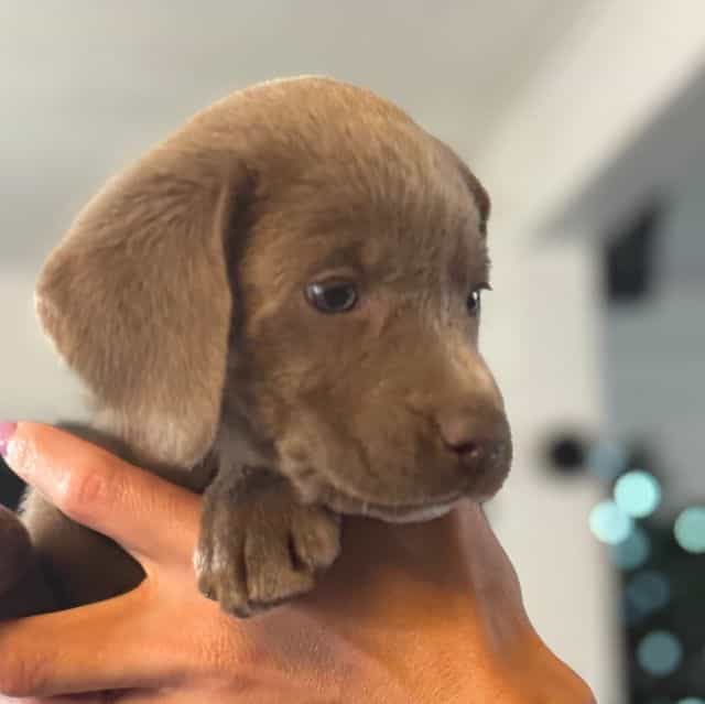 Blue Boy - Labrador Retriever Male