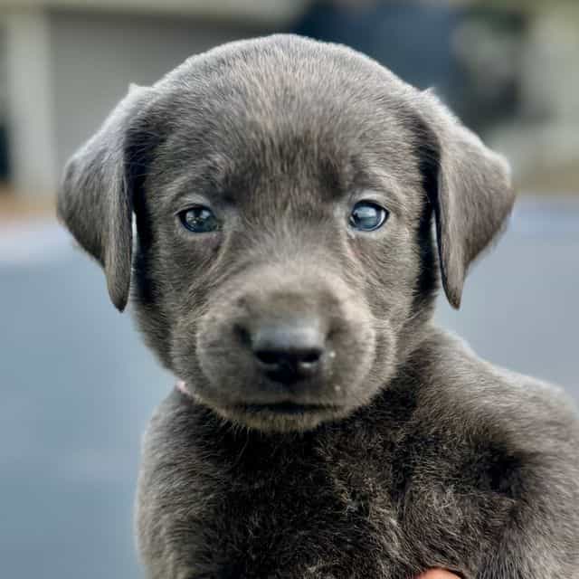 Grey Boy - Labrador Retriever Male
