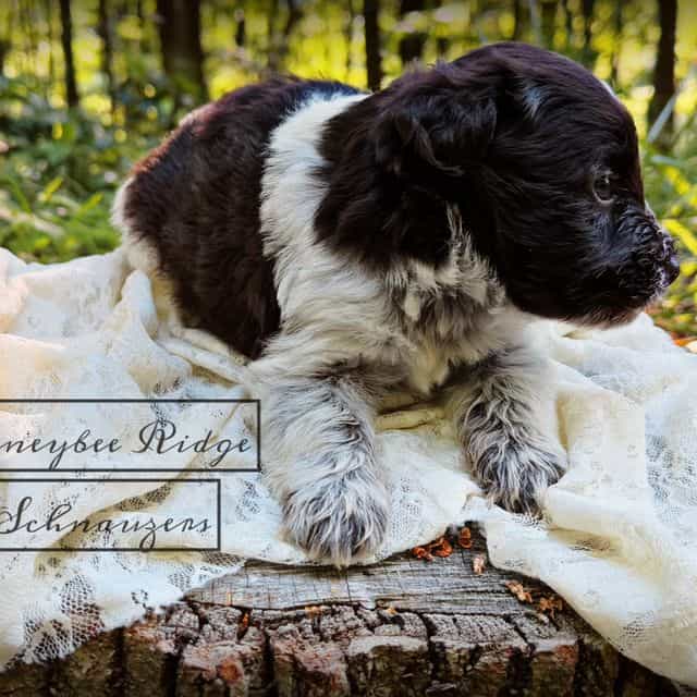 Akc Liver Parti - Miniature Schnauzer Male