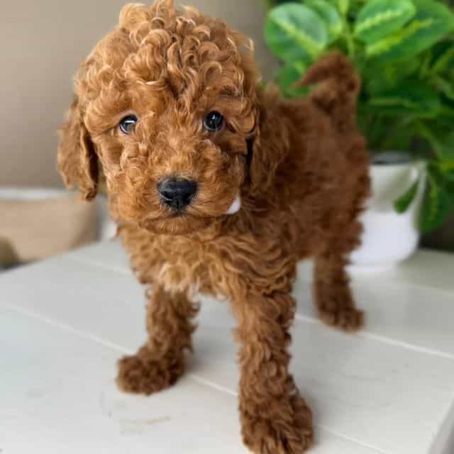 Alfredo - Goldendoodle Male