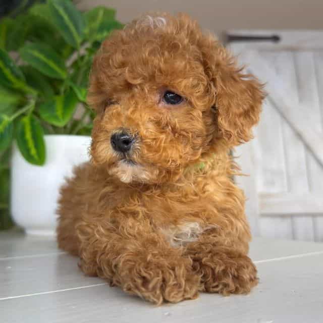 Dante - Goldendoodle Male