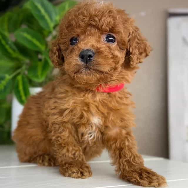 Marco - Goldendoodle Male