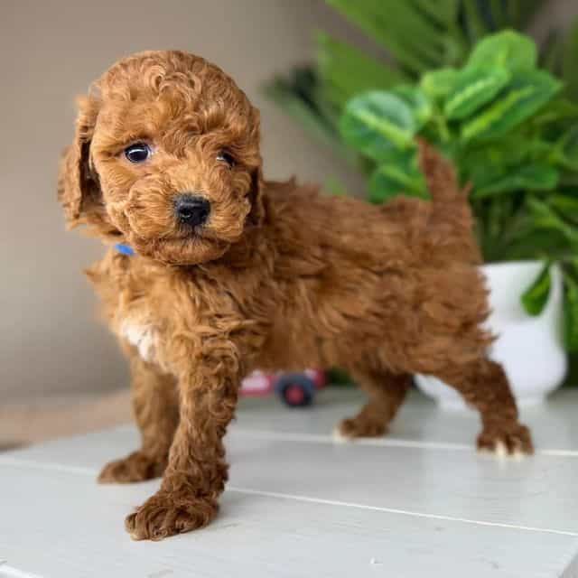 Matteo - Goldendoodle Male