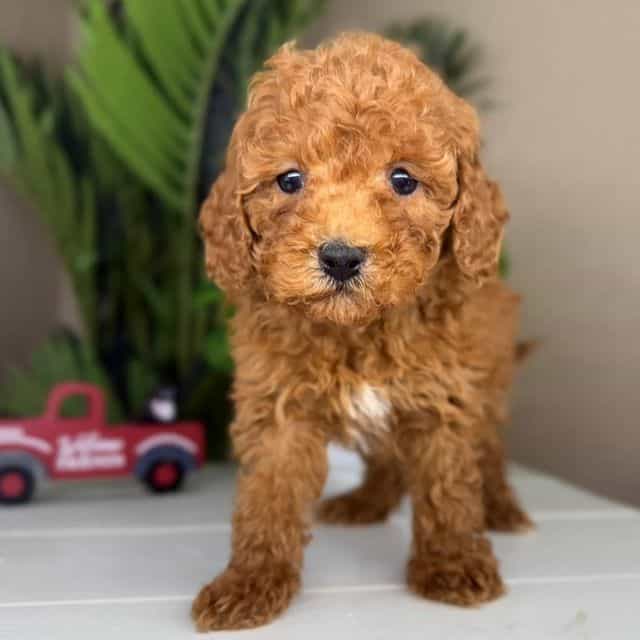 Nuno - Goldendoodle Male