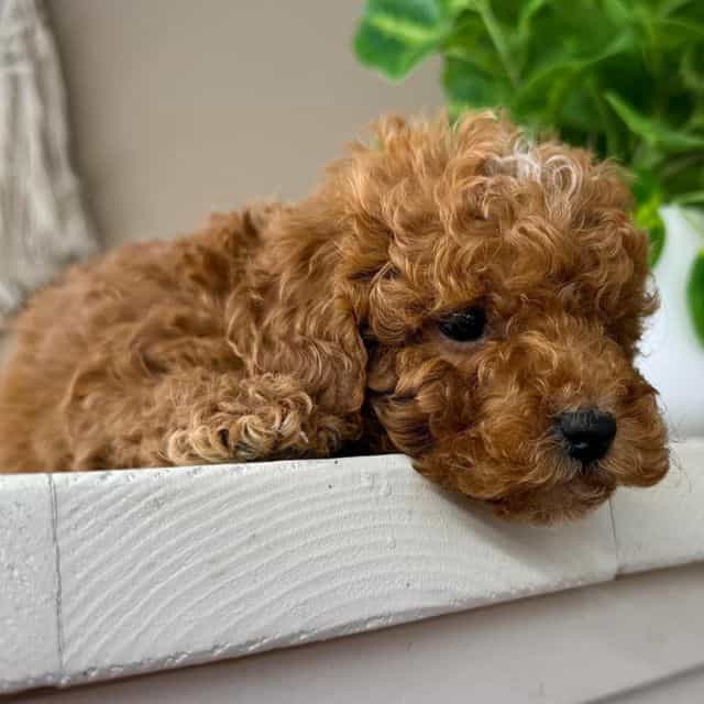 Paco - Goldendoodle Male