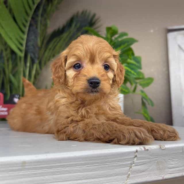 Diana - Goldendoodle Female