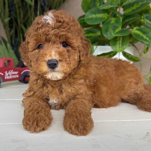 Theo - Goldendoodle Male