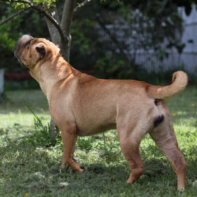 Lola - Chinese Shar-Pei Female