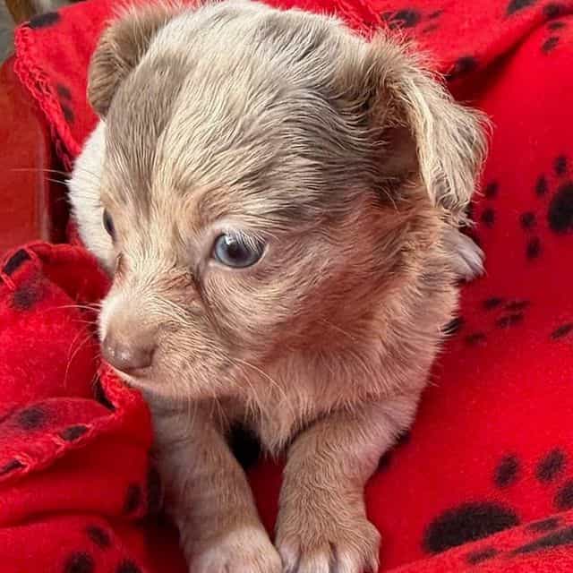Hope - Chihuahua Female