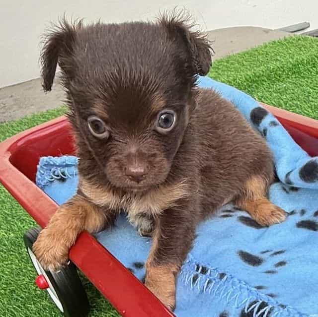 Horton - Chihuahua Male