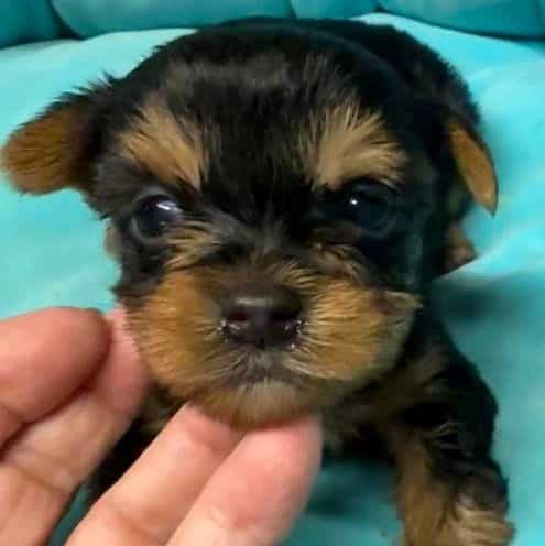 Byron - Yorkshire Terrier Male