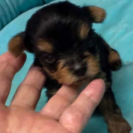 Baxter - Yorkshire Terrier Male
