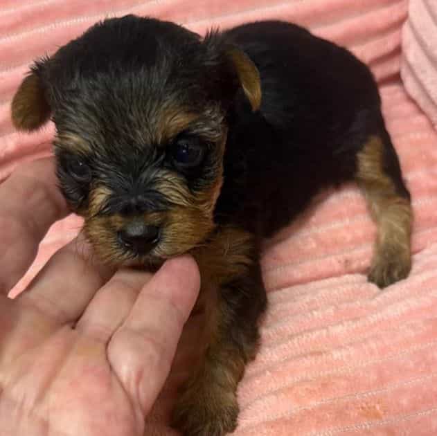 Betsy - Yorkshire Terrier Female