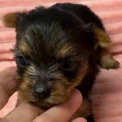 Becky - Yorkshire Terrier Female