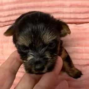 Bonnie - Yorkshire Terrier Female