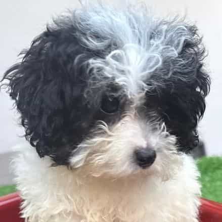 Vicky - Toy Poodle Female