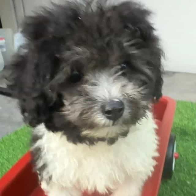 Cookie - Toy Poodle Female