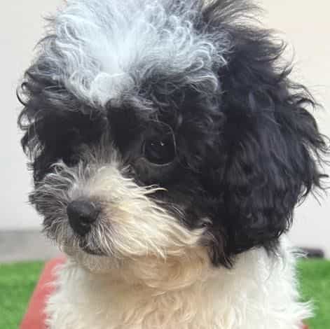 Daisy - Toy Poodle Female