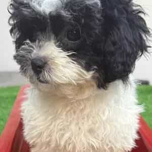 Lucy - Toy Poodle Female