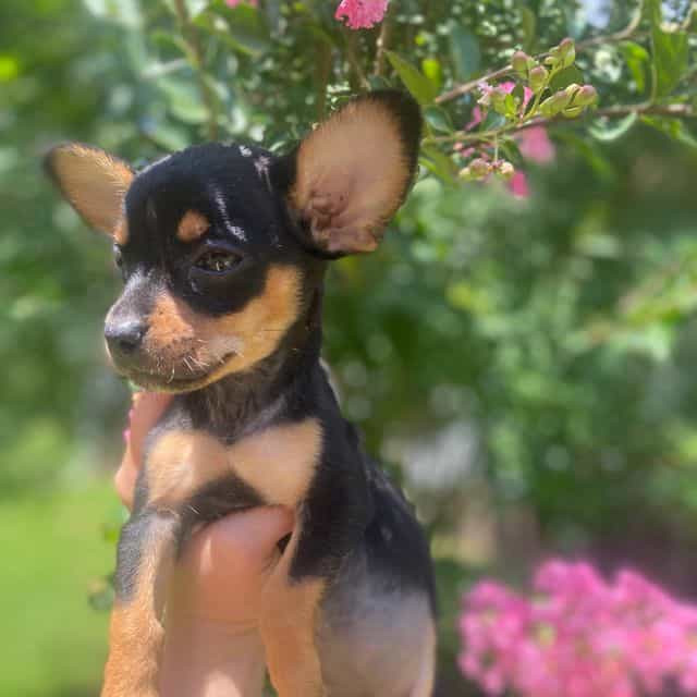 Kiara - Chihuahua Female