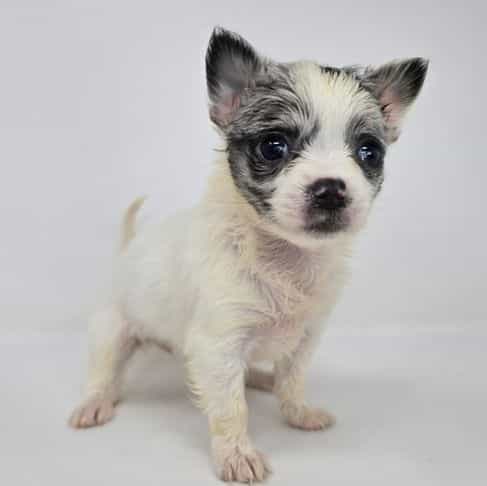 Oda - Chihuahua Female