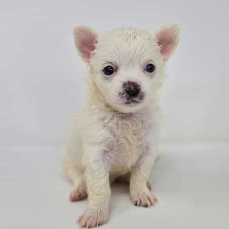 Opaline  - Chihuahua Female