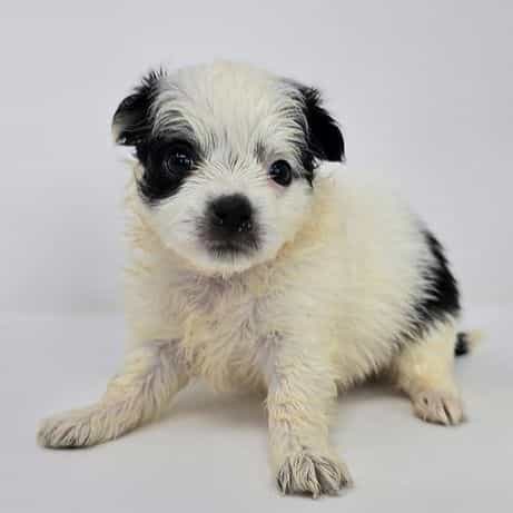 Oswald - Chihuahua Male
