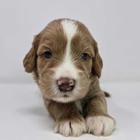 Nelson - Goldendoodle Male