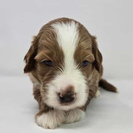 Nevan - Goldendoodle Male
