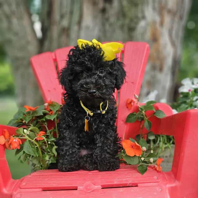 Baby Bell - Toy Poodle Female