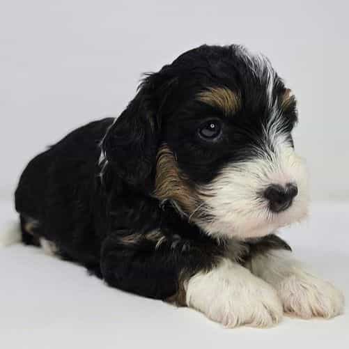 Muffy - Bernedoodle Female