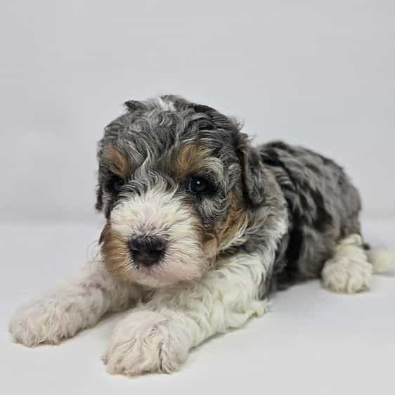Marie - Bernedoodle Female