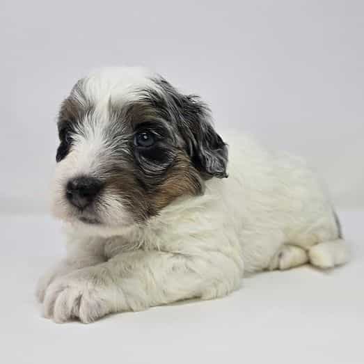 Marina - Bernedoodle Female