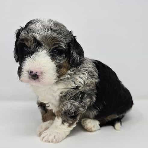 Mateo - Bernedoodle Male