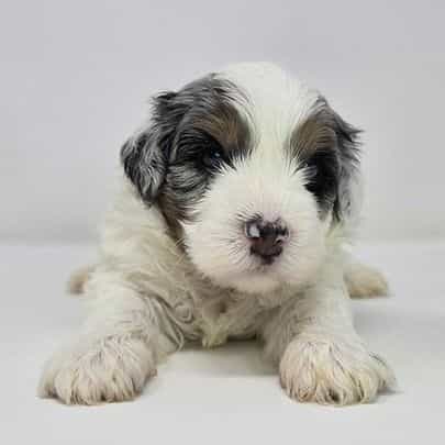 Malachi - Bernedoodle Male
