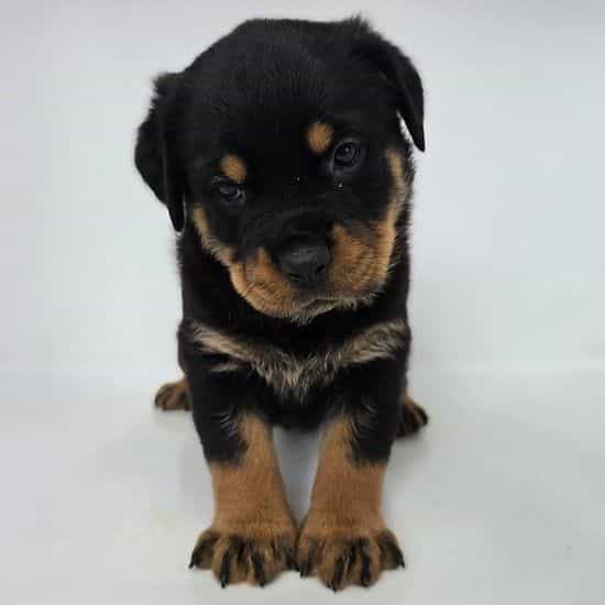 Jetta - Rottweiler Female