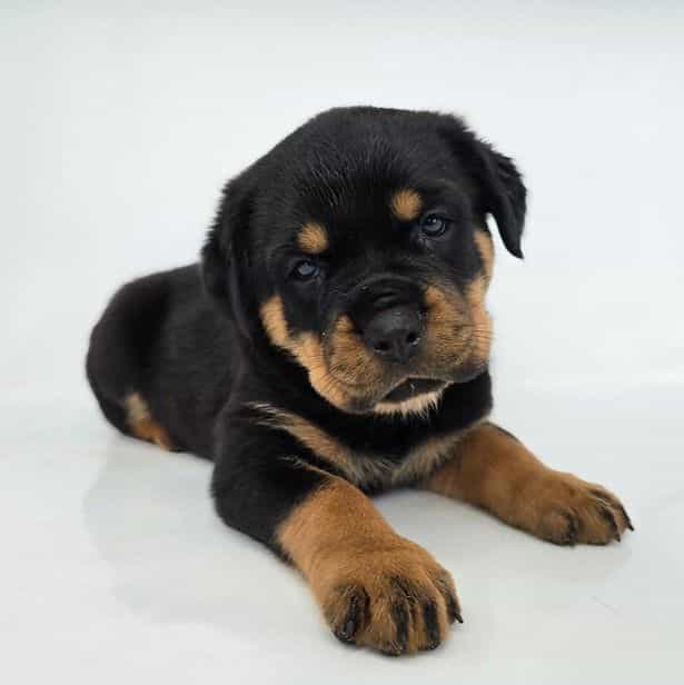 Jody - Rottweiler Female