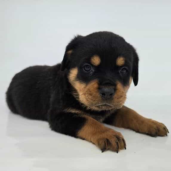 Josie - Rottweiler Female