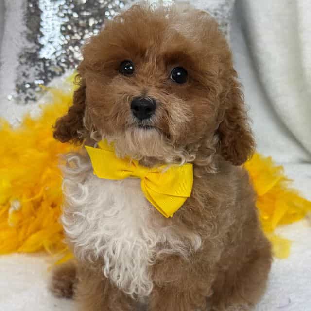 Riley Yellow Bo - Cavapoo Male