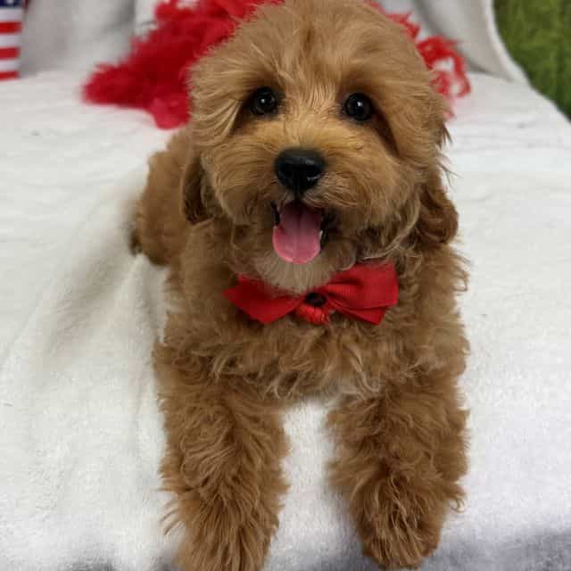 Rae Rae Red Boy - Cavapoo Male