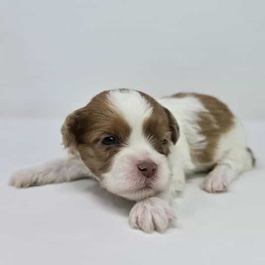 Liv - Shih-Poo Female